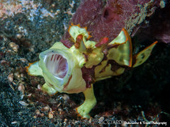 Antennarius maculatus