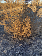 Salsola tragus