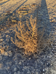 Salsola tragus
