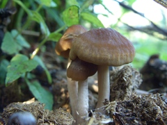 Panaeolus subbalteatus