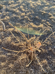 Angiospermae