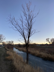 Populus deltoides