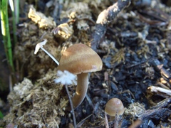 Panaeolus subbalteatus