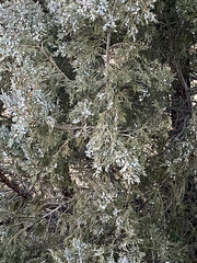 Juniperus scopulorum