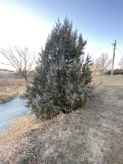 Juniperus scopulorum