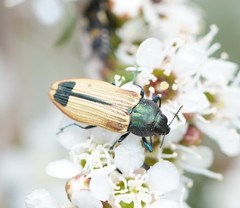 Castiarina fossoria