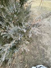 Juniperus scopulorum