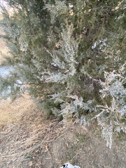 Juniperus scopulorum