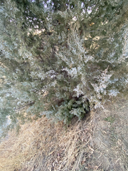 Juniperus scopulorum