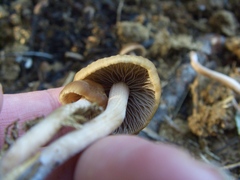 Panaeolus subbalteatus
