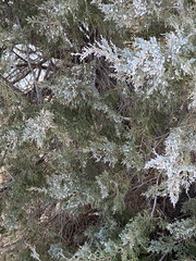 Juniperus scopulorum