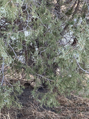 Juniperus scopulorum
