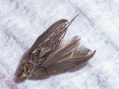 Epermeniidae