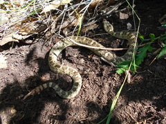 Crotalus aquilus