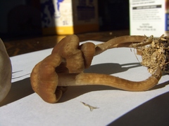 Panaeolus subbalteatus