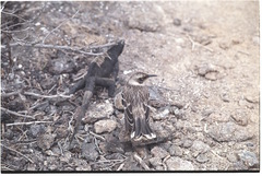 Mimus parvulus bauri