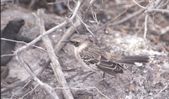 Mimus parvulus bauri