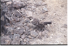 Mimus parvulus bauri