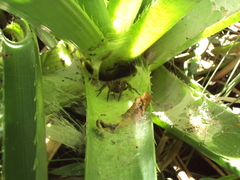 Aglaoctenus oblongus