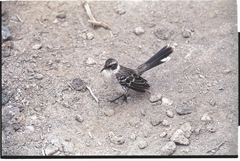 Mimus parvulus bauri
