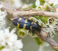 Castiarina rectifasciata