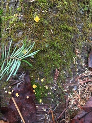 Lachnellula agassizii