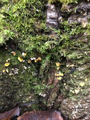 Lachnellula agassizii