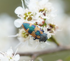 Castiarina hilaris