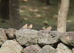 Passer montanus