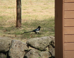 Pica serica