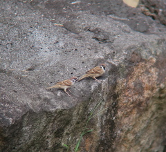 Passer montanus