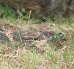 Passer montanus