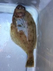 Citharichthys sordidus