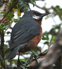 Conirostrum binghami