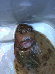 Citharichthys sordidus