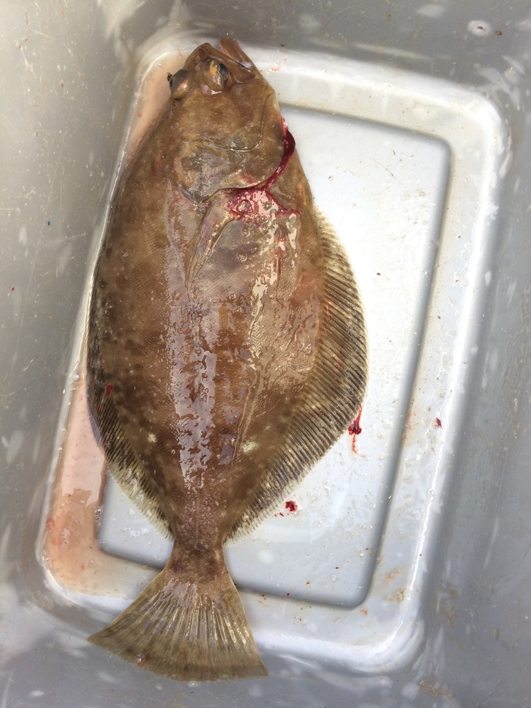 Petrale Sole
