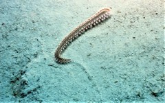 Hermodice carunculata