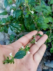 Capraria frutescens