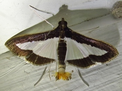 Diaphania infimalis