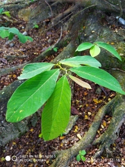 Bridelia tomentosa