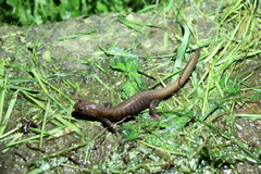 Hynobius arisanensis
