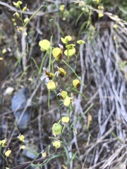 Streptanthus polygaloides