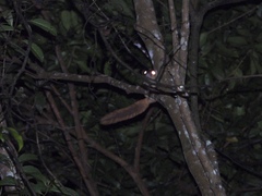 Iomys horsfieldii
