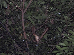 Iomys horsfieldii