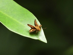 Oriens paragola