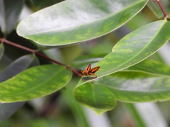 Oriens paragola