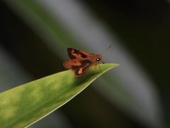 Oriens paragola
