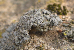 Phaeophyscia hirsuta