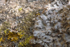 Phaeophyscia hirsuta