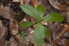 Daphne pontica